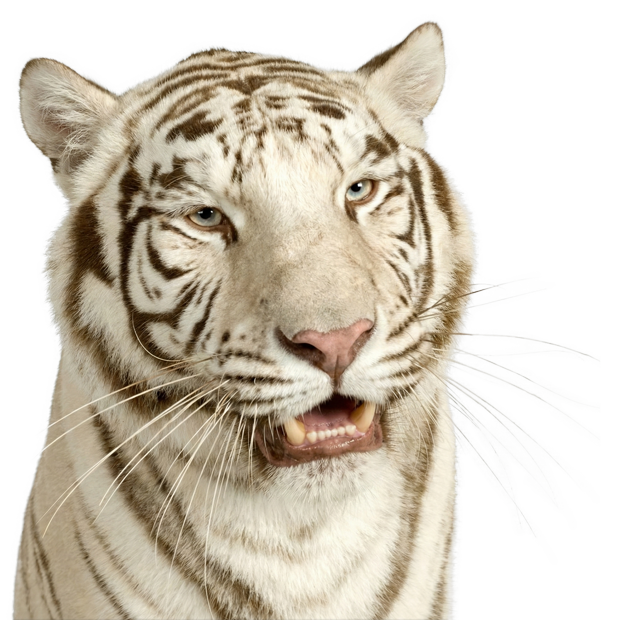 Tiger-Group Gdańsk – odzyskiwanie środków i windykacja